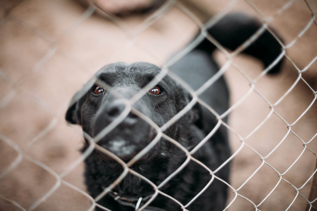 abused dog behind chain link fence