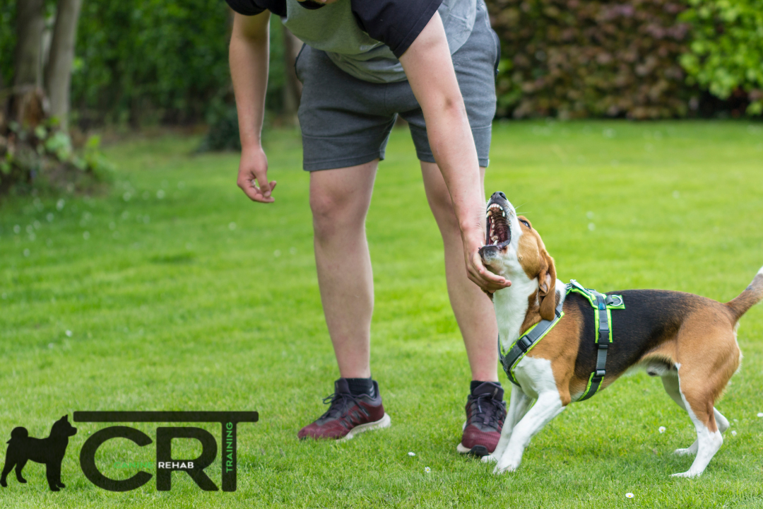 How to Calm an Aggressive Dog CRT K9