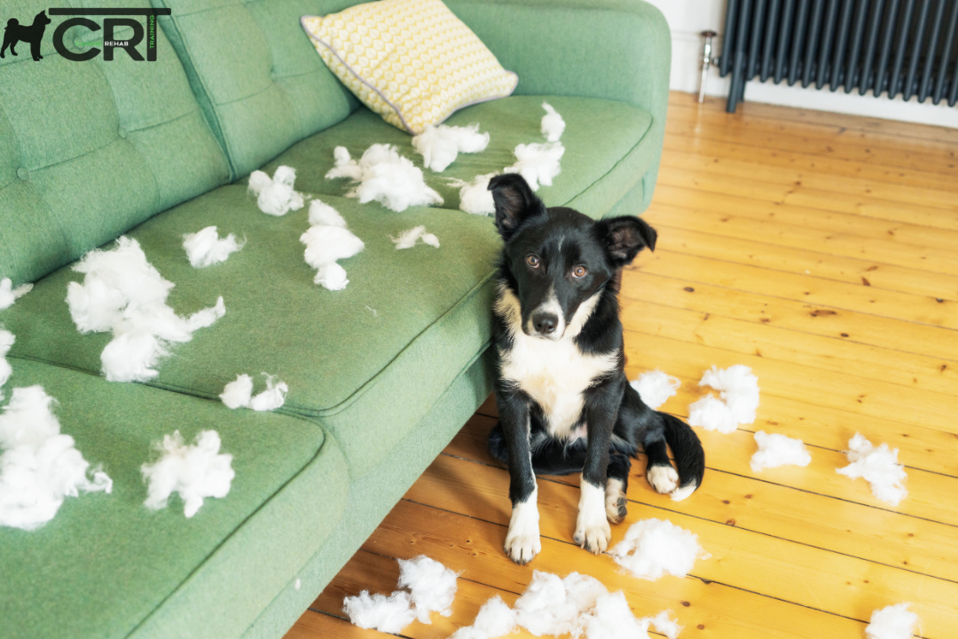 separation anxiety dog
