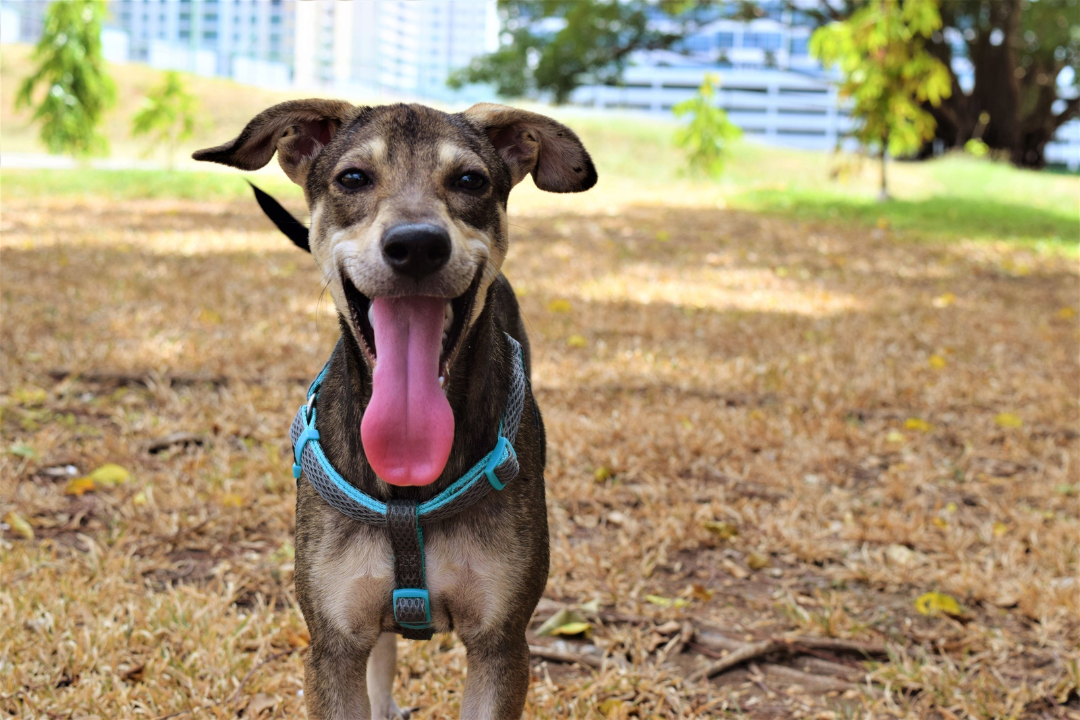 rescue dog with its tongue out