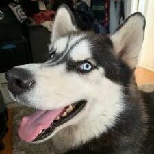 Aries - Siberian Husky
