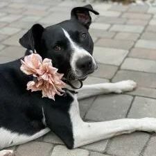 Amaya - Border Collie TerrierMix