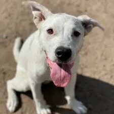 Nala - Lab Terrier Mix